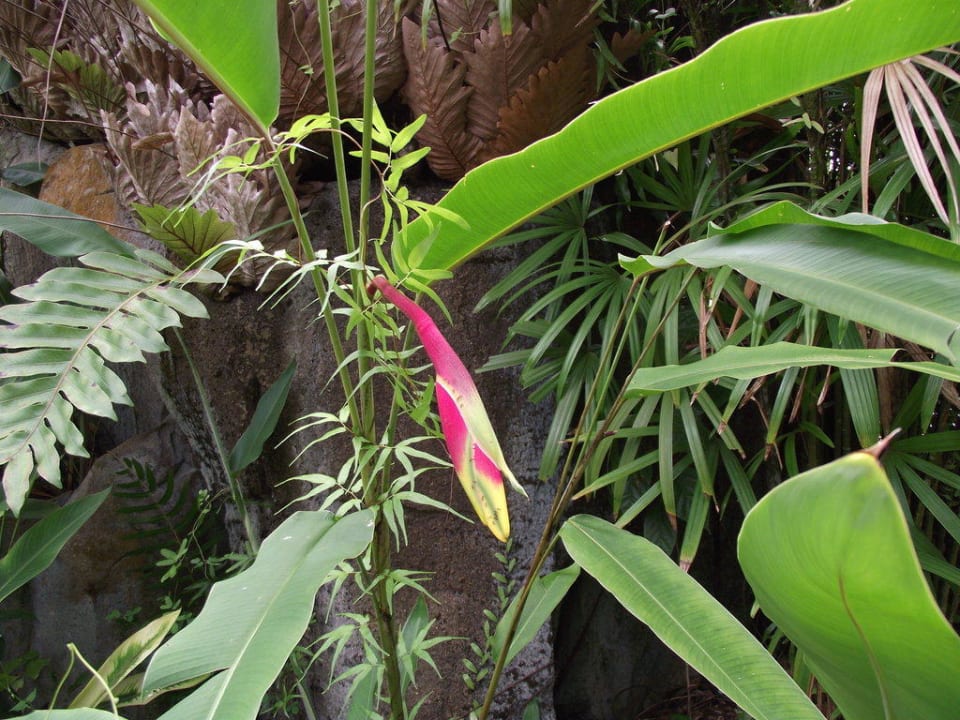 Überall auf dem Gelände gut gepflegte Blumen   Damai Beach Resort