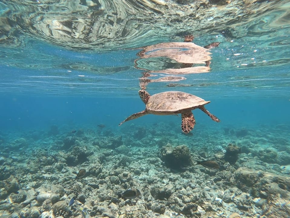 Sport & Freizeit Kihaa Maldives