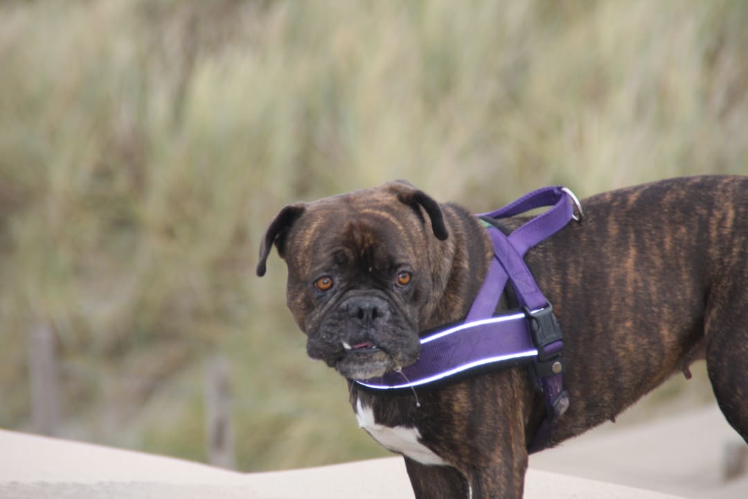 Sonstiges Center Parcs Park Zandvoort - Ferienhäuser