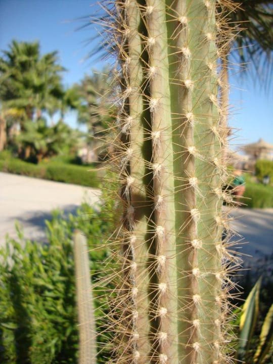 Сад в пустыне Jaz Makadi Saraya Resort