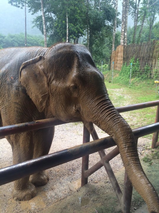 Einer der süssen Elefanten Elephant Hills