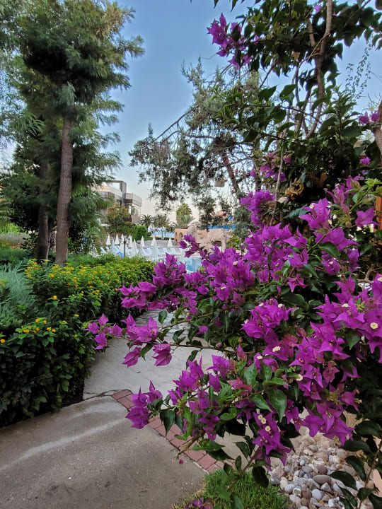 "Tolle Aussicht " Gypsophila Holiday Village (Okurcalar) • HolidayCheck