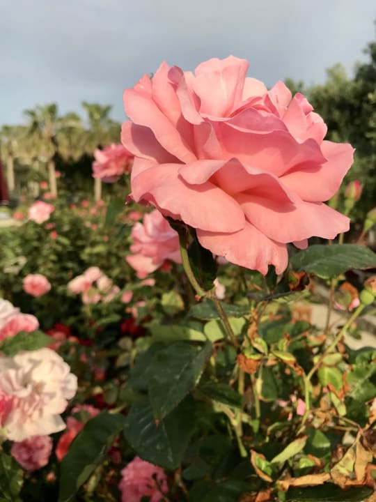 Gartenanlage Arum Barut Collection