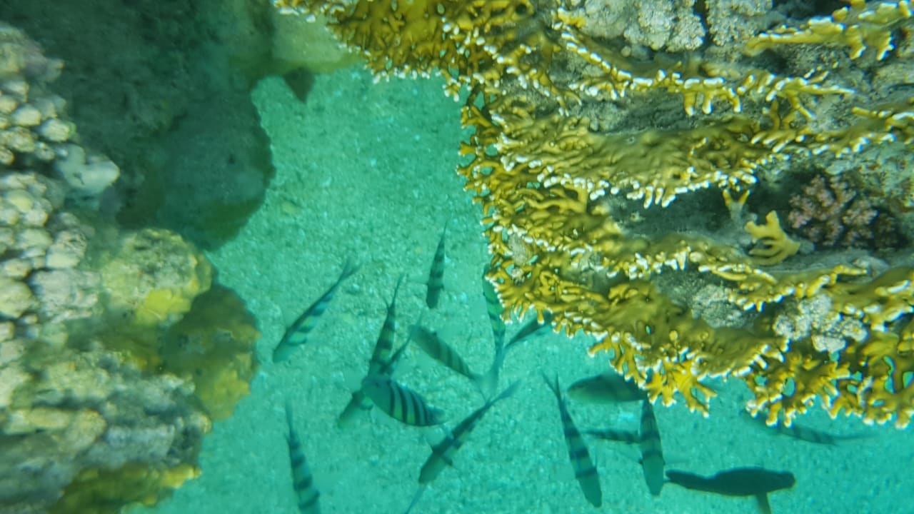 Strand Marina Resort Port Ghalib, a member of Radisson Individuals