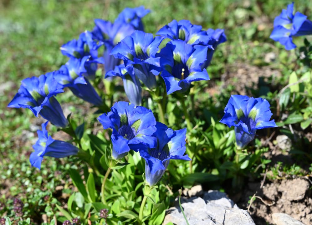 Gartenanlage Hotel Snow & Mountain Resort Schatzalp