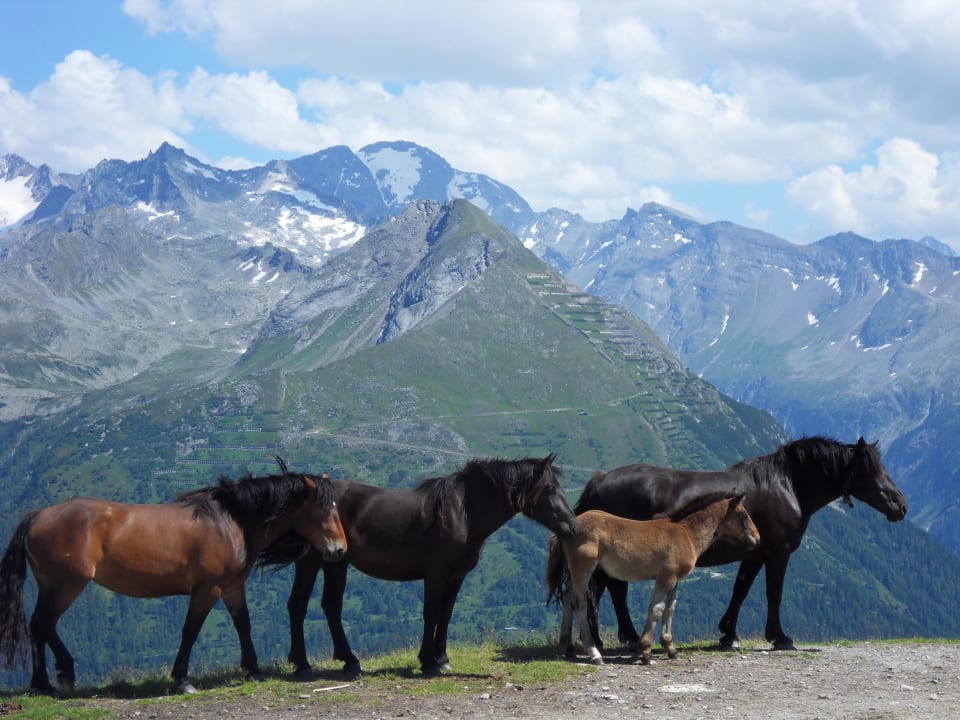 Unsere Noriker Pferde auf der Alm Comfort-Farm Zittrauerhof