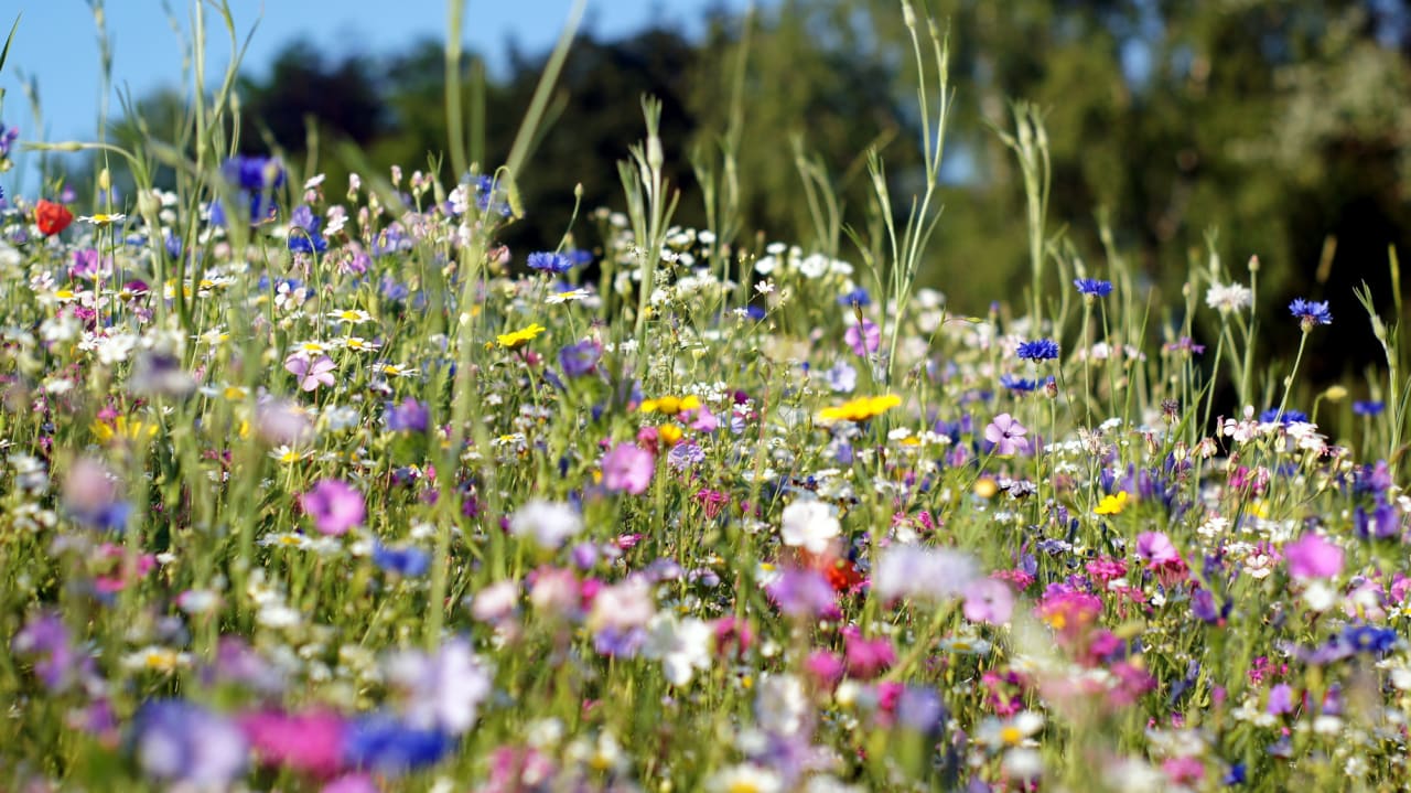 Gartenanlage Parkhotel Oberstaufen