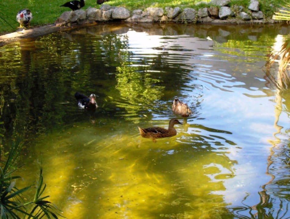 Ententeich inmitten der Gartenanlage Aldiana Club Rocca Nettuno Calabria