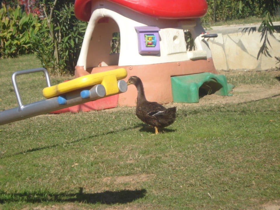 Tierischer Spielplatz Can Garden Resort
