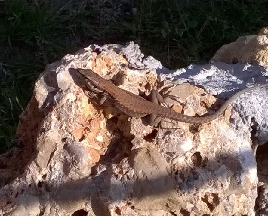 Tierwelt Seaden Sea World Resort & Spa