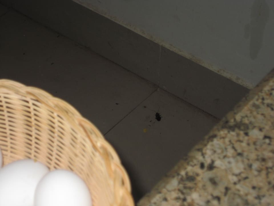 Sehr appetitlich die Kakerlake im Hintergrund Pyramisa Sunset Pearl Resort