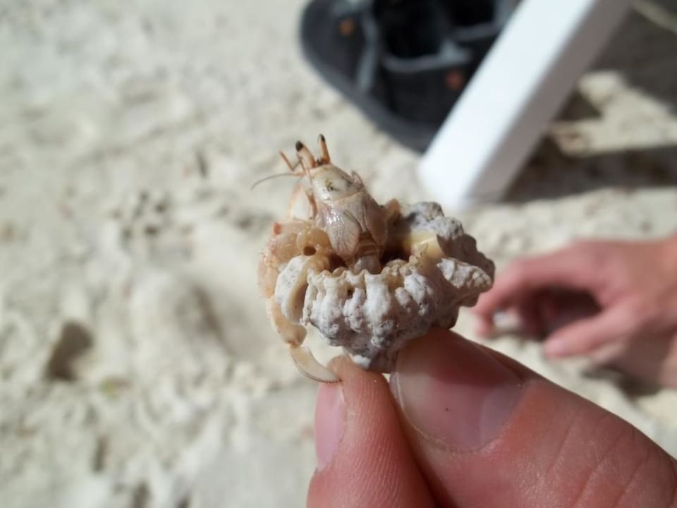 Süße kleine Mitbewohner Adaaran Select Hudhuran Fushi - Premium All Inclusive