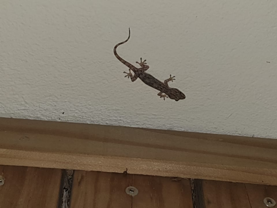 Zimmer Meeru Maldives Resort Island