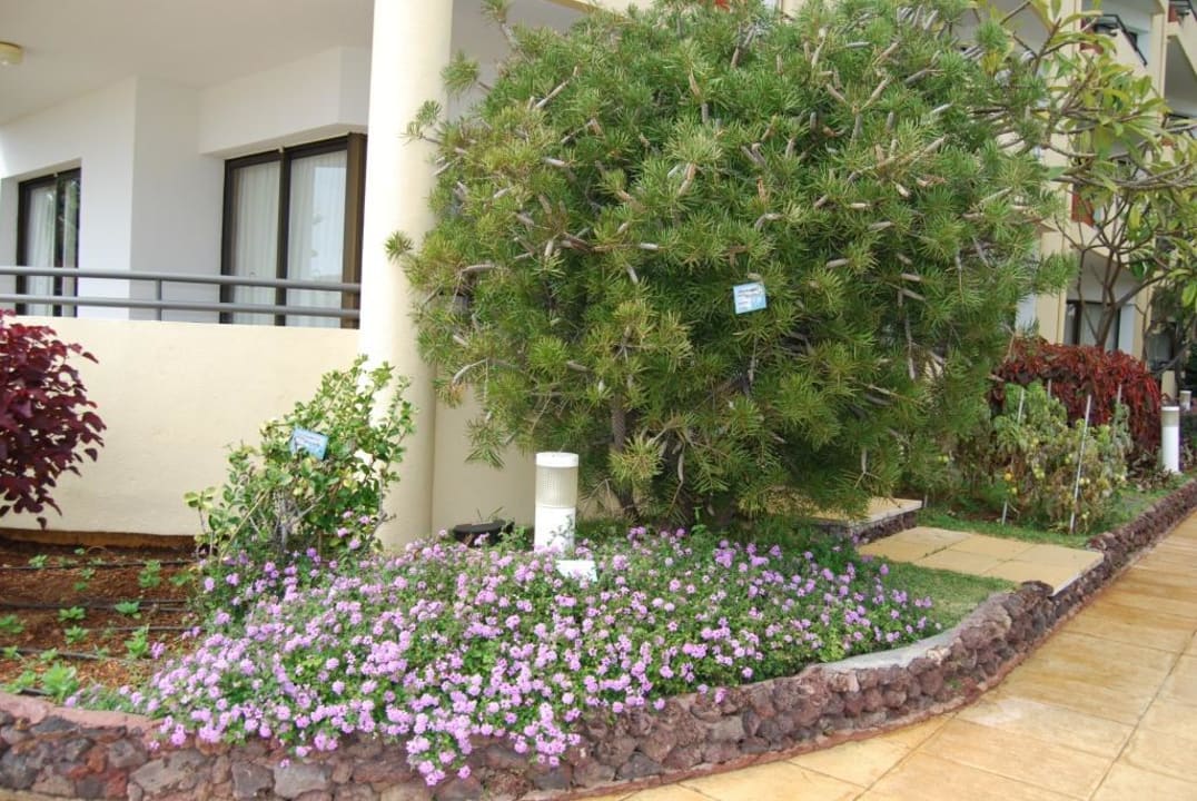 На территории отеля. Suite Hotel Eden Mar - PortoBay