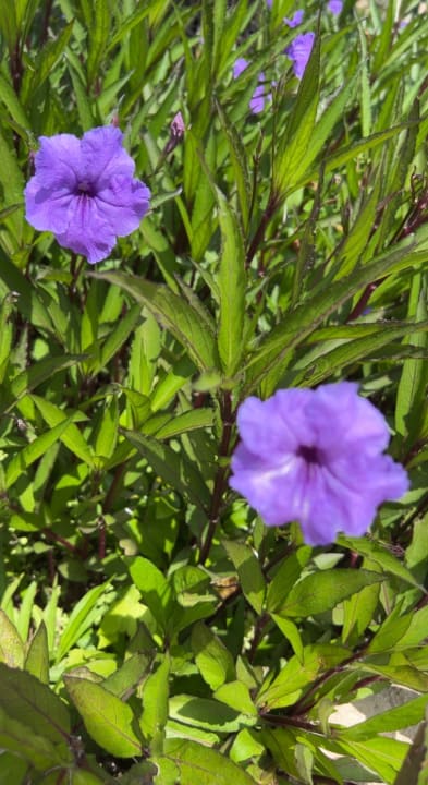 Gartenanlage Labranda Alantur Resort