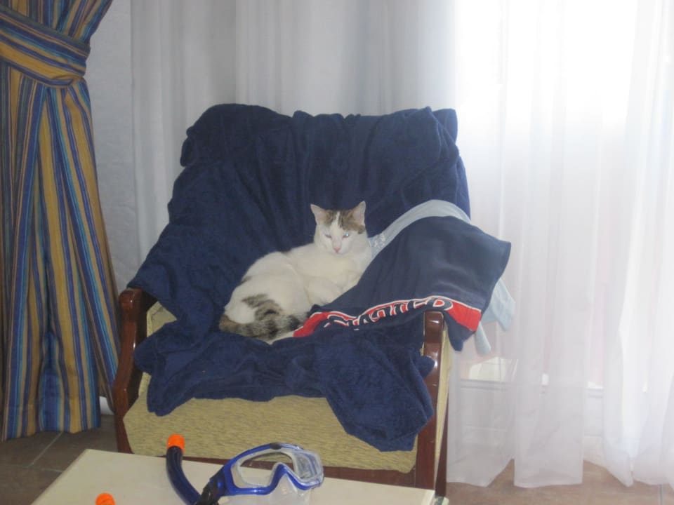 Hauskatze im Zimmer Sultan Gardens Resort