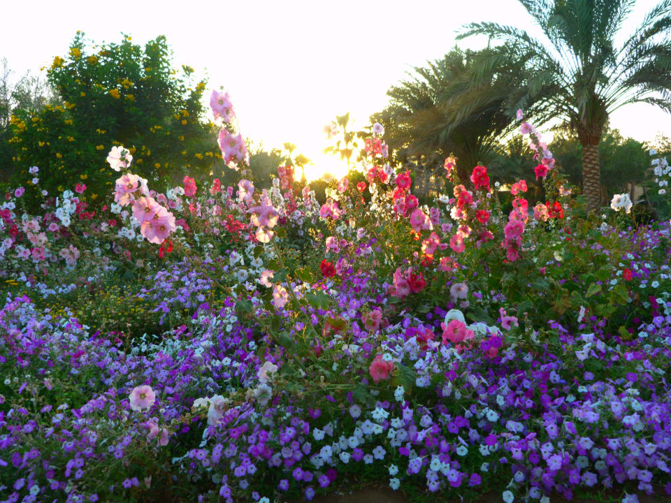 Wunderschöner Blumengarten Mövenpick Resort El Quseir