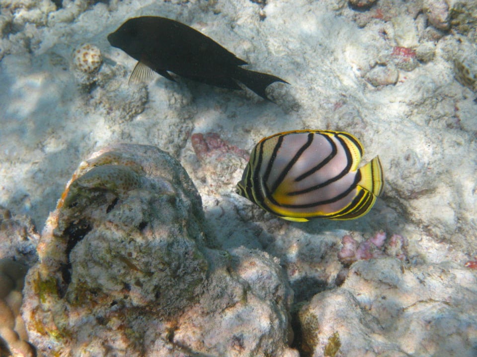 Unterwasserwelt am Hausriff NH Collection Maldives Reethi Resort