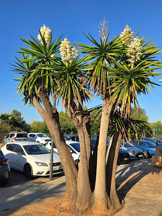 Strand Hotel Biniamar