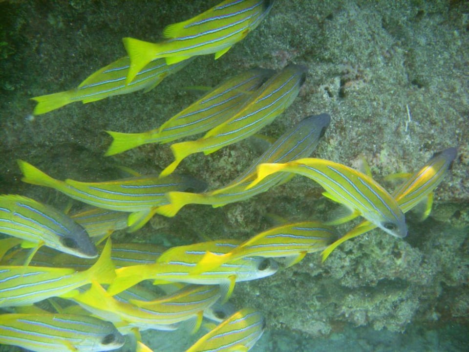 Fischschwarm Summer Island Maldives