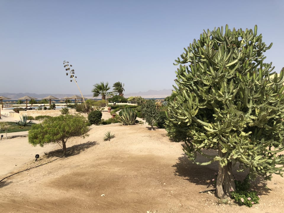 Gartenanlage Hotel Sheraton Soma Bay Resort