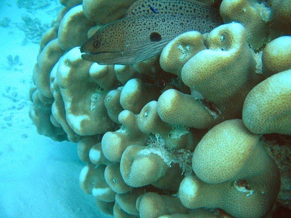 Muräne.... Kuramathi Maldives