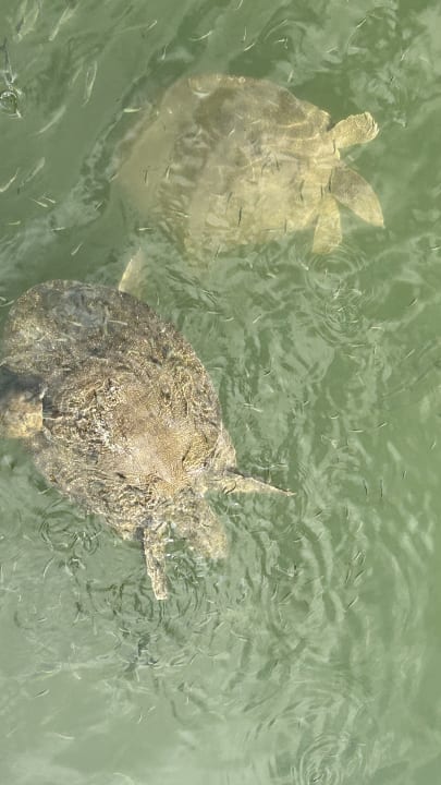 Sonstiges Sentido Trendy Verbena Beach