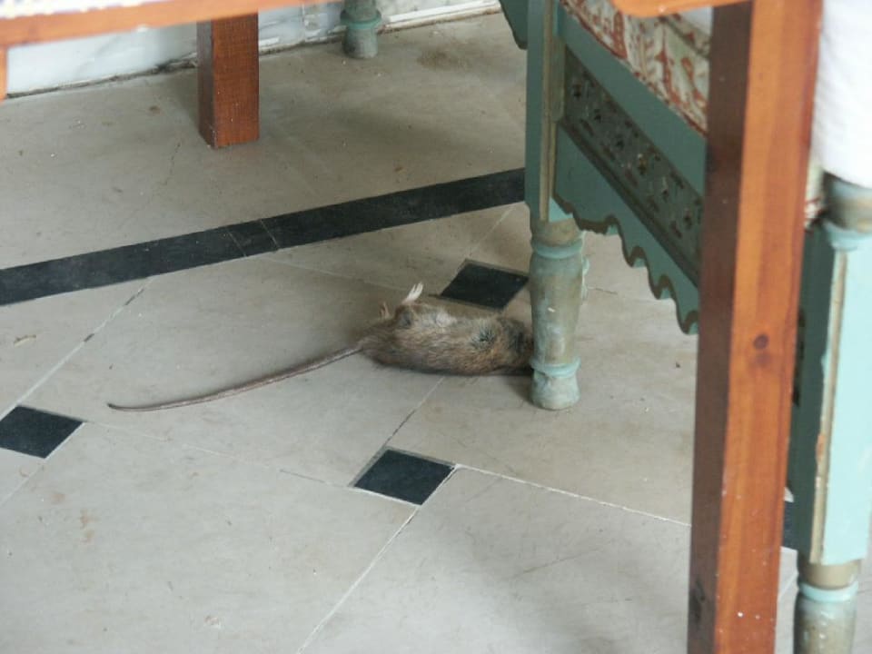Ratten Hotel Parc Resort