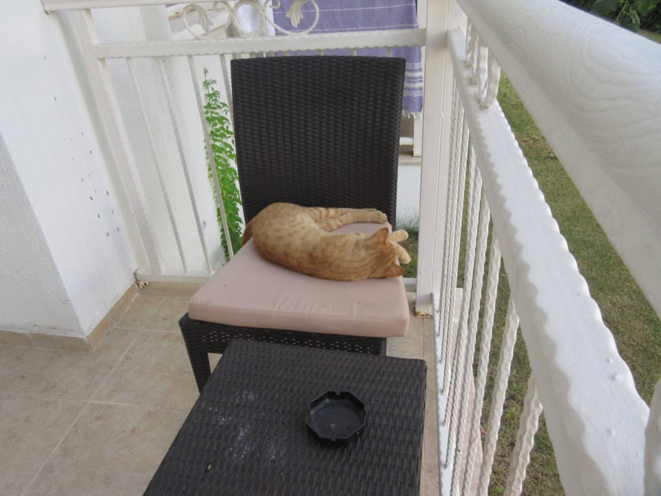 Katze Petunya Beach Resort