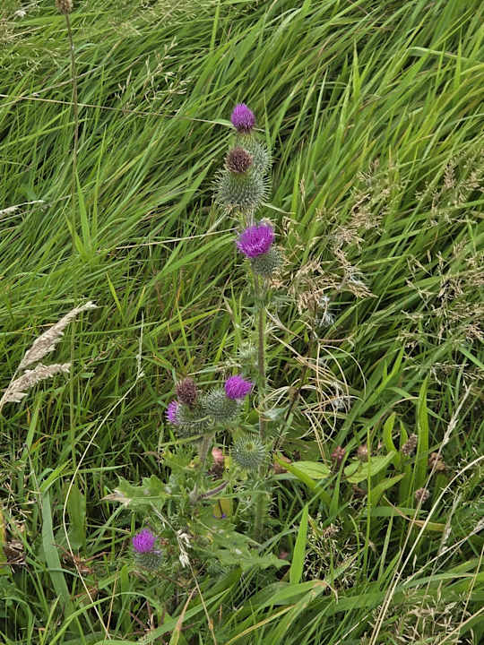 Gartenanlage Wangerland Resort