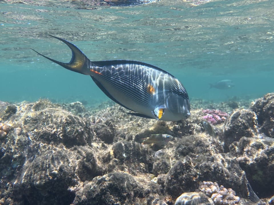 Strand Three Corners Equinox Beach Resort