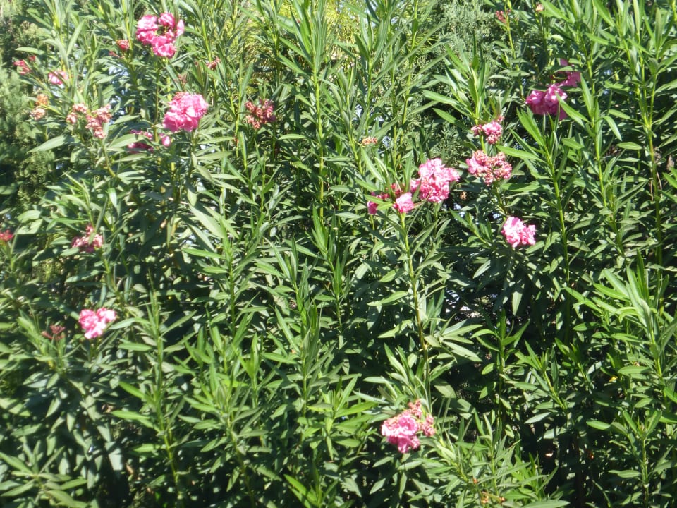 Gartenanlage Kresten Palace Hotel