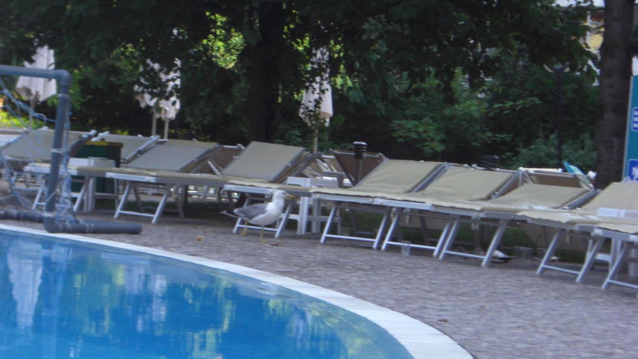 Pool HVD Viva Club Hotel