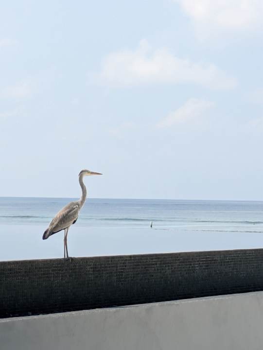 Pool Kuramathi Maldives