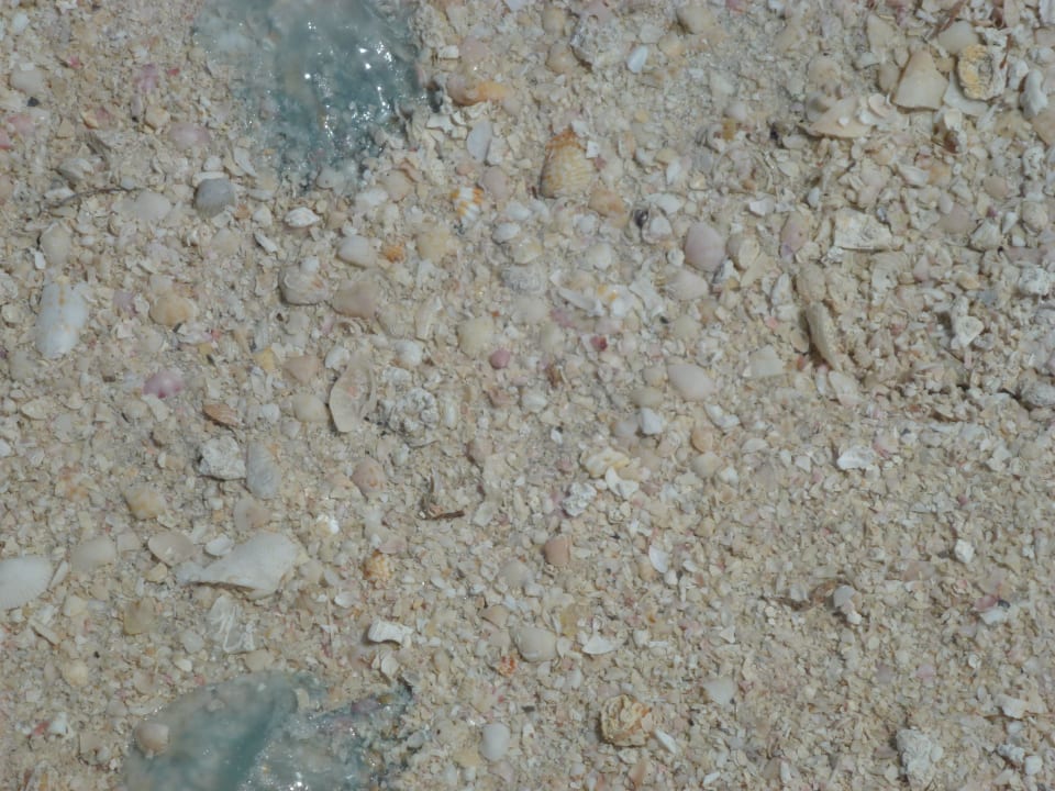 Sand-/Muschelstrand mit Quallen DoubleTree by Hilton Resort & Spa Marjan Island