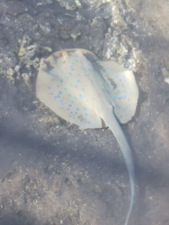 Strand Pickalbatros Palace Hotel-Port Ghalib