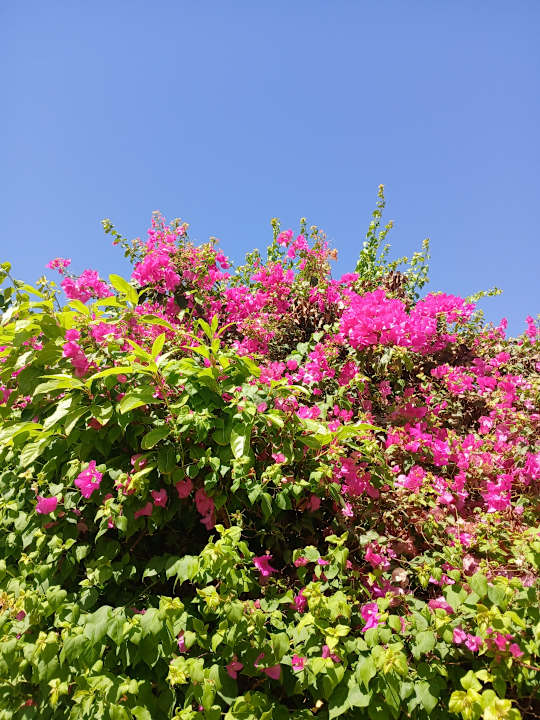 Gartenanlage Stella Garden Resort & Spa, Makadi Bay