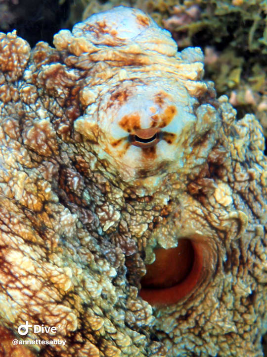 Sport & Freizeit Three Corners Equinox Beach Resort