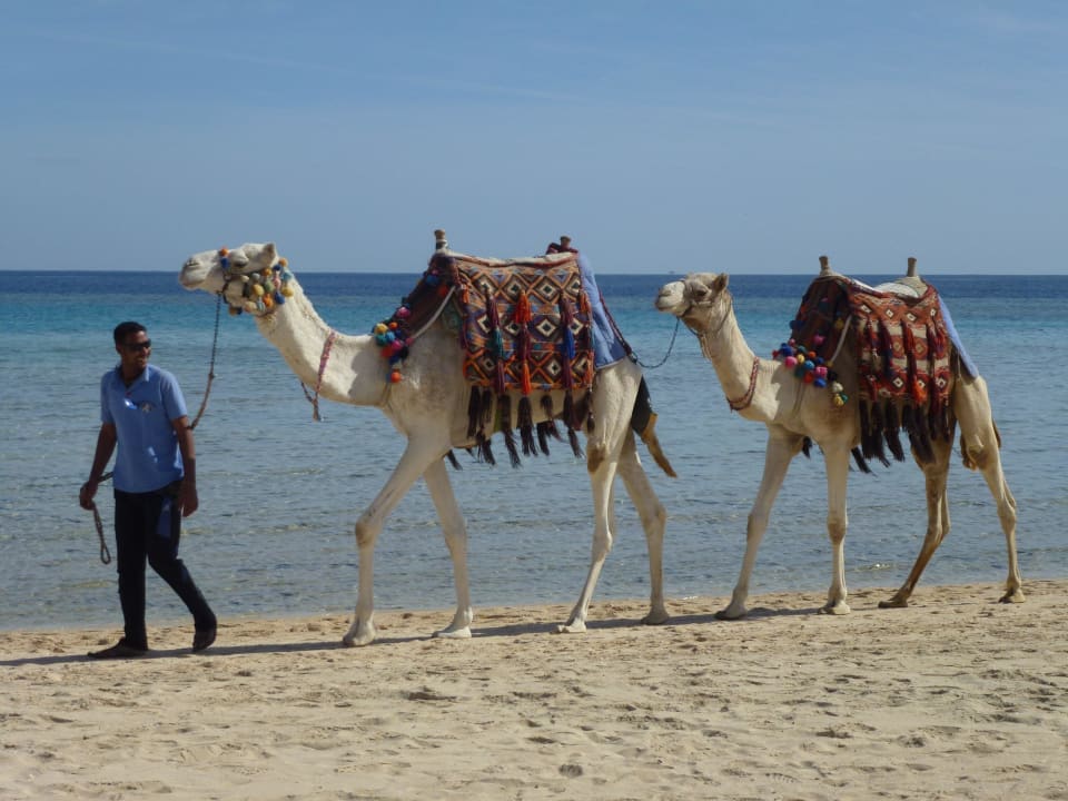 Idyllisch und nicht aufdringlich Hotel Gorgonia Beach Resort