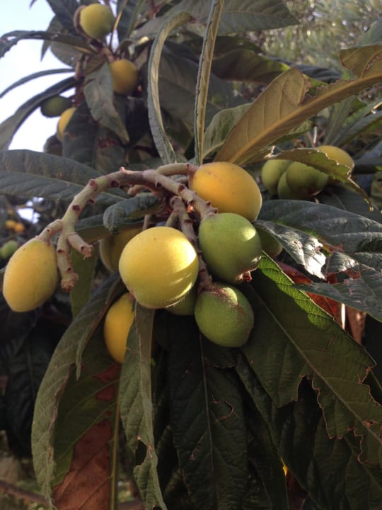 Frische Zitronen direkt vom Baum LYKIA lodge | home of happiness