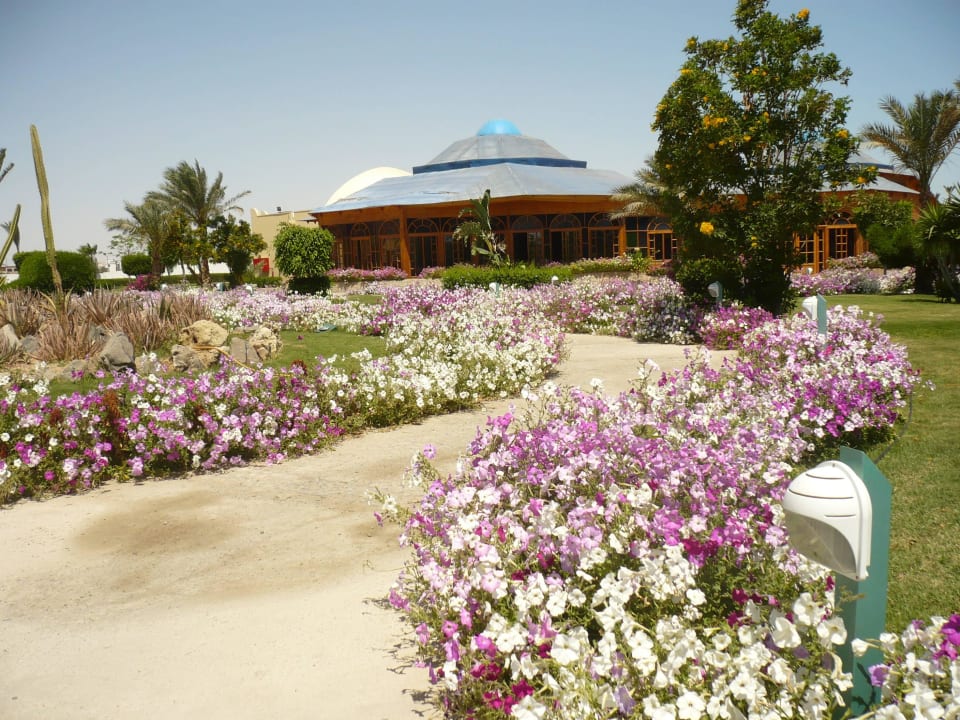 Петуньи ароматные по всей территории Desert Rose