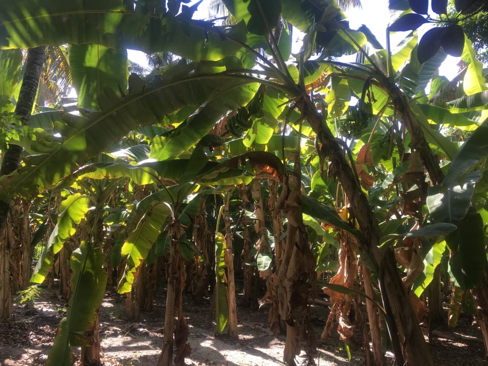 Gartenanlage Adaaran Select Hudhuran Fushi - Premium All Inclusive