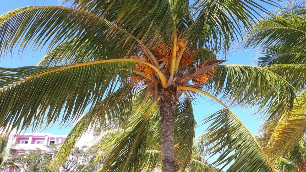 Palme Hotel Riu Ocho Rios