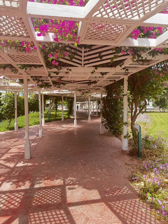 Gartenanlage Desert Rose