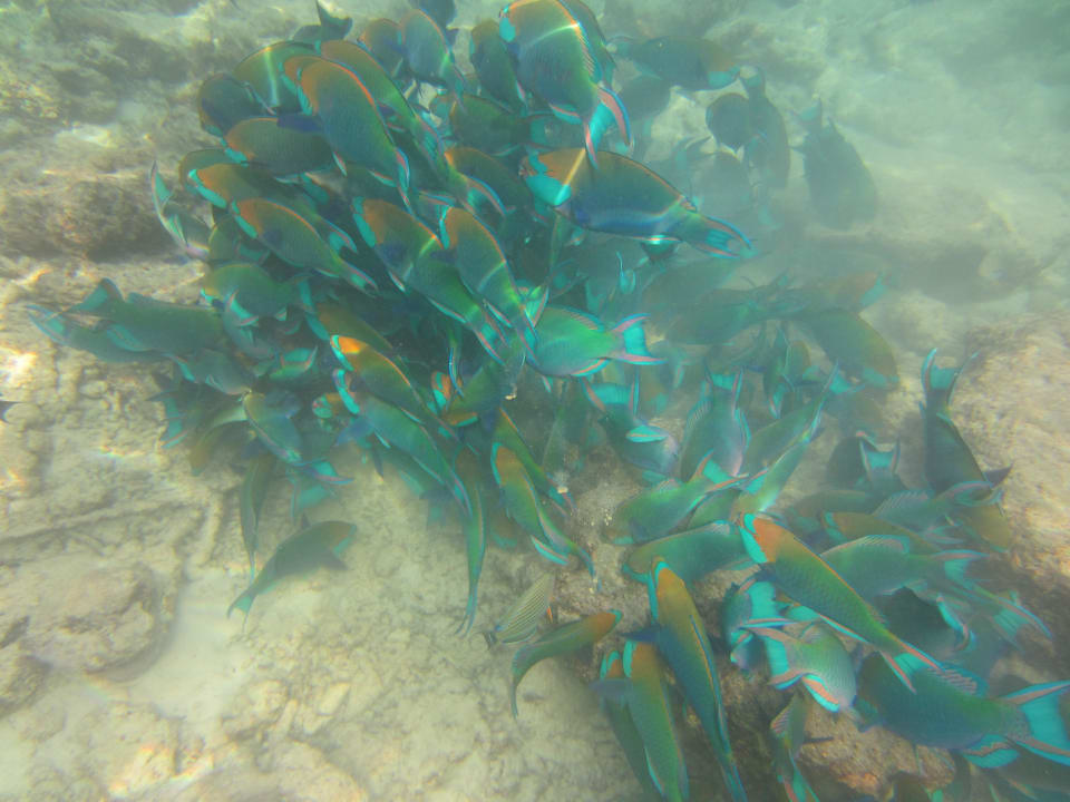 Schwarm Papageienfische Adaaran Select Hudhuran Fushi - Premium All Inclusive