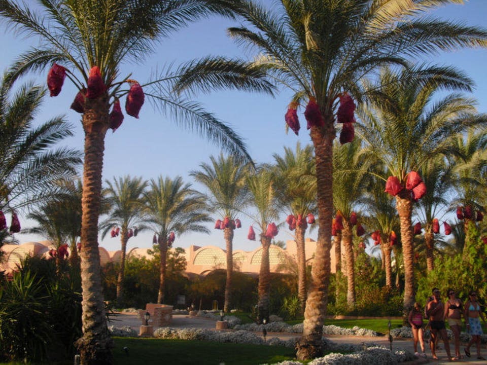 Anlage Jaz Makadi Oasis Resort