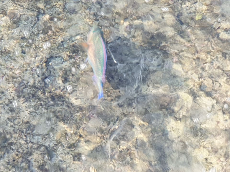 Strand Pickalbatros Vita Resort - Portofino Marsa Alam