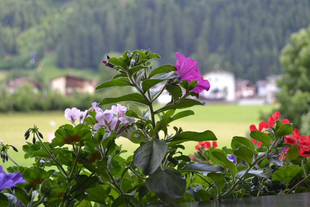 Balkonblumen Hotel Edenlehen
