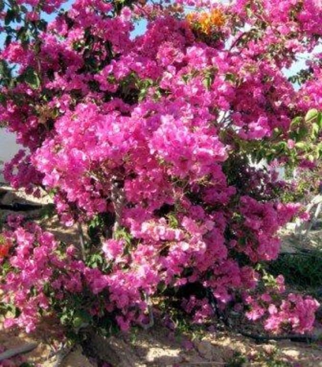 Gartenanlage SBH Club Paraiso Playa