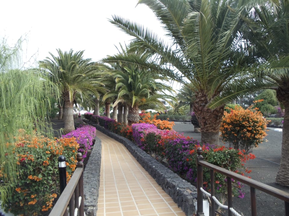 Garten Relaxia Olivina